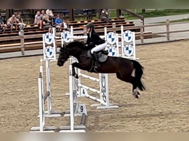 KWPN Castrone 4 Anni 160 cm Baio scuro in Vilnius