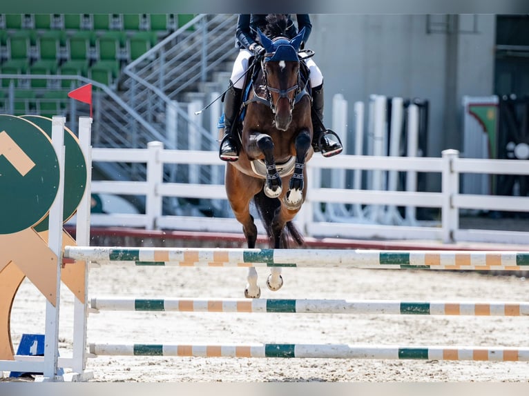 KWPN Castrone 4 Anni 160 cm Baio scuro in Vilnius