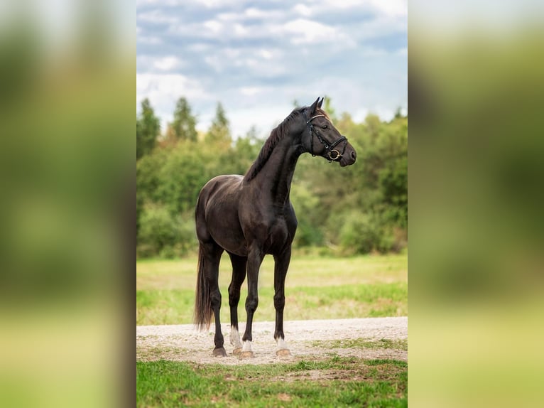 KWPN Castrone 4 Anni 160 cm in Riga