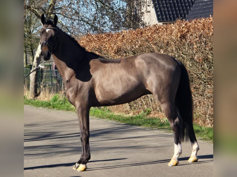 KWPN Castrone 4 Anni 160 cm Morello in Someren