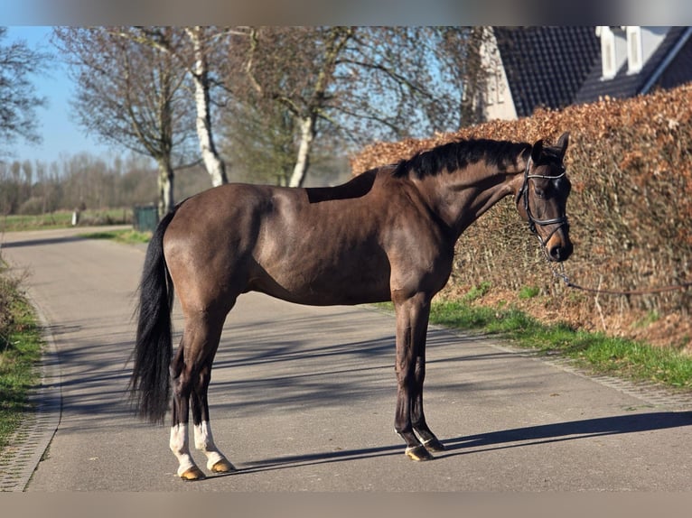 KWPN Castrone 4 Anni 160 cm Morello in Someren