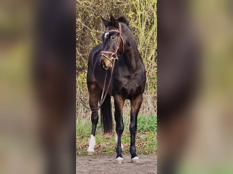 KWPN Castrone 4 Anni 160 cm Morello in Someren