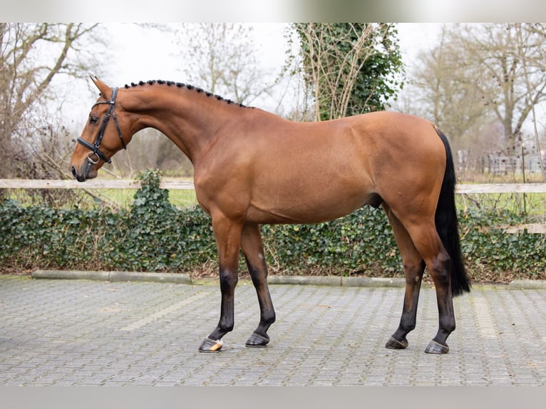 KWPN Castrone 4 Anni 161 cm  in Heerde