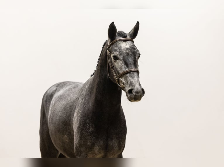 KWPN Castrone 4 Anni 161 cm Grigio in Waddinxveen