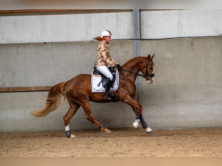 KWPN Castrone 4 Anni 162 cm Baio ciliegia in Nieuwegein