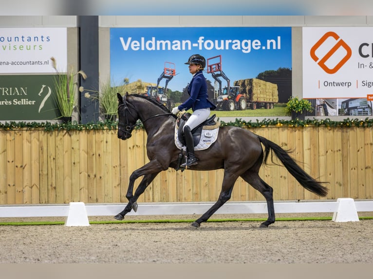 KWPN Castrone 4 Anni 162 cm Morello in Biddinghuizen