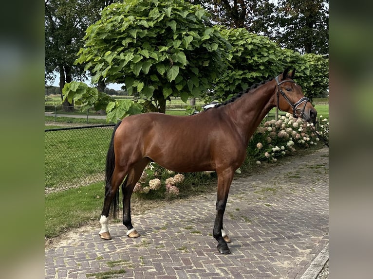 KWPN Castrone 4 Anni 163 cm Baio in Voorthuizen