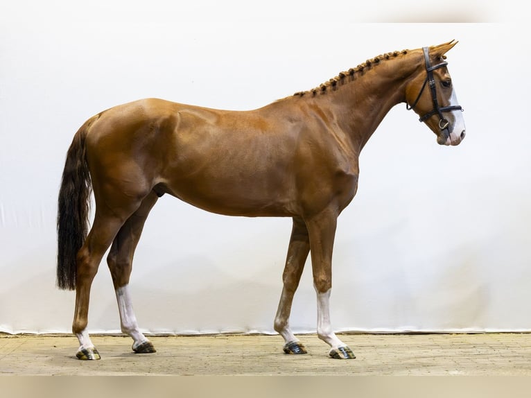 KWPN Castrone 4 Anni 163 cm  in Waddinxveen