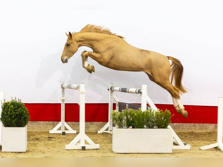 KWPN Castrone 4 Anni 163 cm Sauro in Waddinxveen