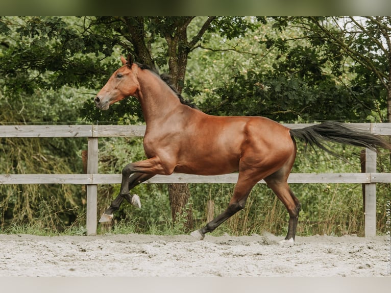 KWPN Castrone 4 Anni 164 cm Baio in Bretagne