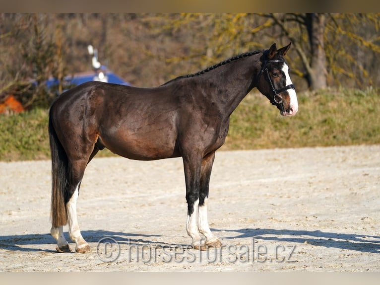 KWPN Castrone 4 Anni 164 cm Baio in Ceske Budejovice