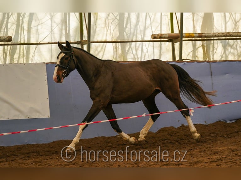 KWPN Castrone 4 Anni 164 cm Baio in Ceske Budejovice