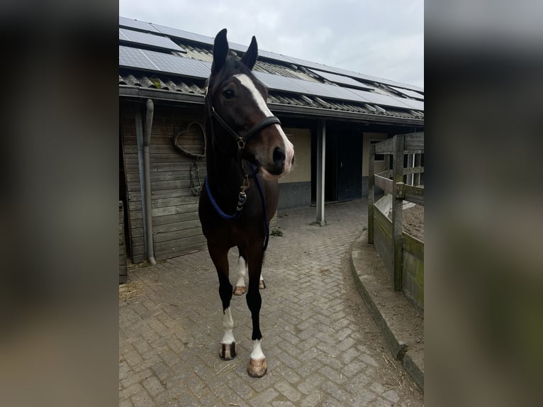 KWPN Castrone 4 Anni 164 cm Baio scuro in Nijkerk