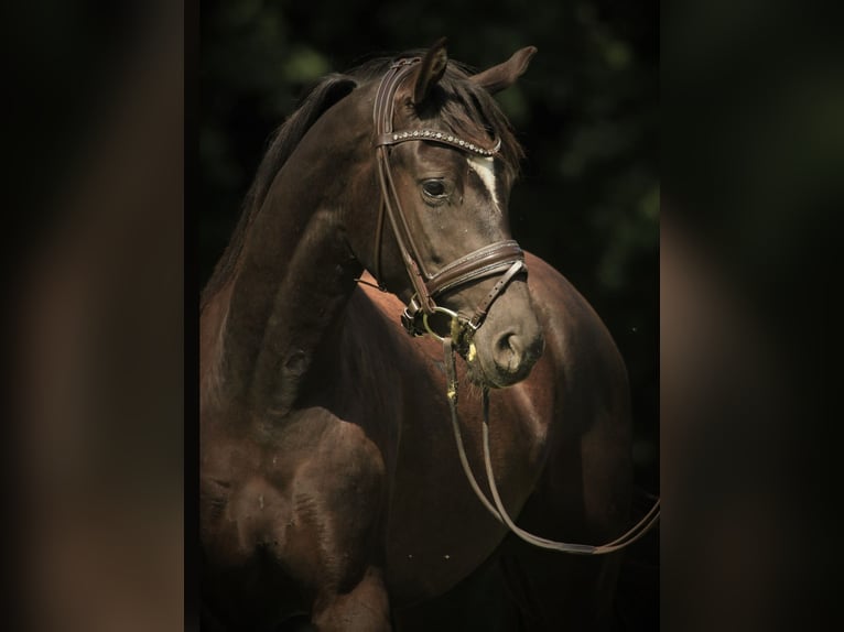 KWPN Castrone 4 Anni 164 cm Morello in Asperup