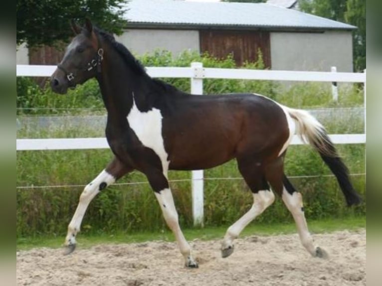 KWPN Castrone 4 Anni 164 cm Pezzato in Münsingen