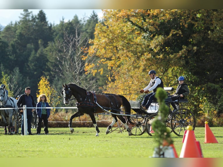 KWPN Castrone 4 Anni 165 cm Baio in Kamnik
