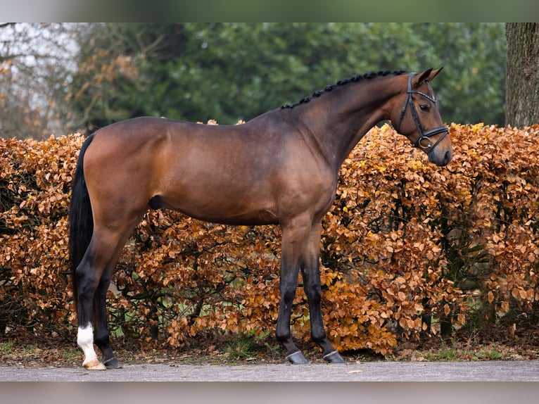 KWPN Castrone 4 Anni 165 cm Baio in Gieten