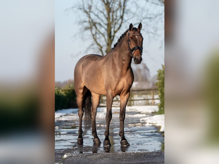 KWPN Castrone 4 Anni 165 cm Baio in Weert