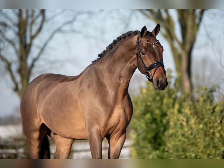 KWPN Castrone 4 Anni 165 cm Baio in Weert