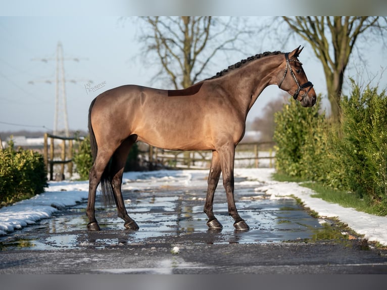 KWPN Castrone 4 Anni 165 cm Baio in Weert