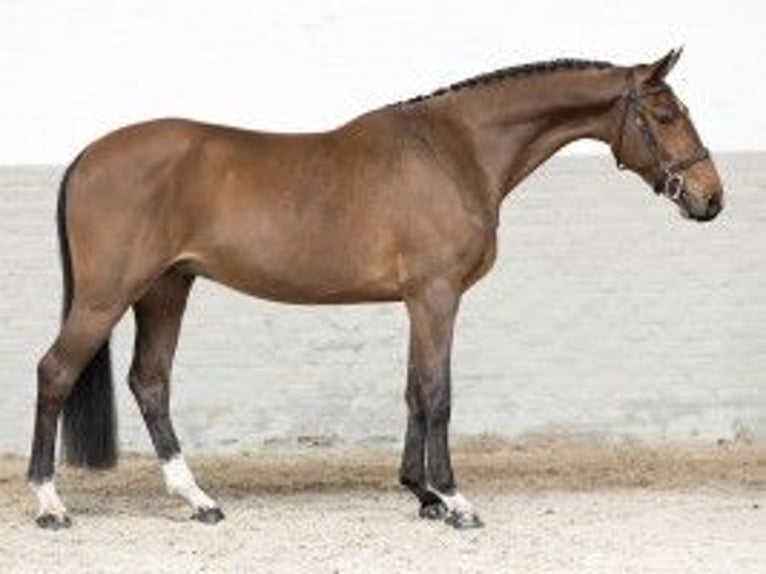 KWPN Castrone 4 Anni 165 cm Baio in Heerde