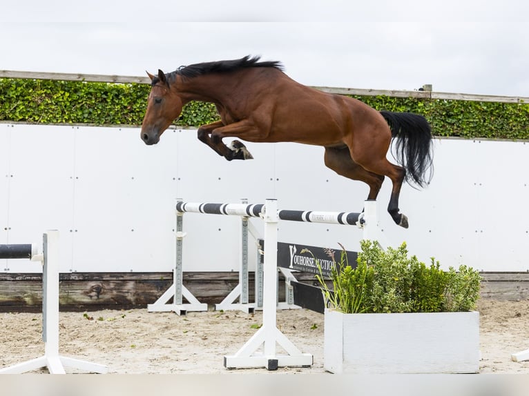 KWPN Castrone 4 Anni 165 cm Baio in Waddinxveen