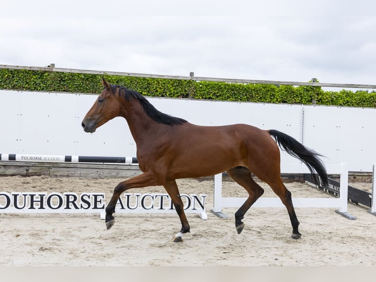 KWPN Castrone 4 Anni 165 cm Baio in Waddinxveen