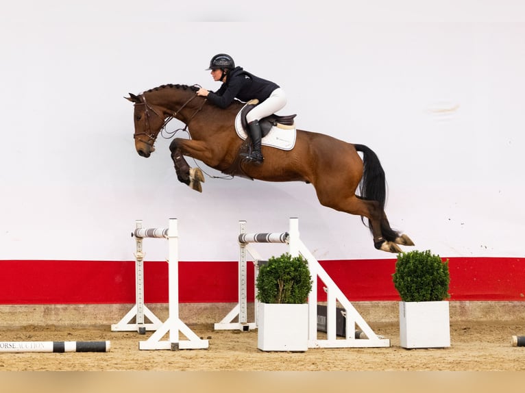 KWPN Castrone 4 Anni 165 cm Baio in Waddinxveen