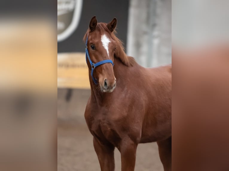 KWPN Castrone 4 Anni 165 cm Baio chiaro in Peer