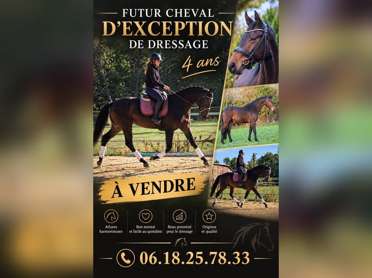 KWPN Castrone 4 Anni 165 cm Baio nero in continvoir