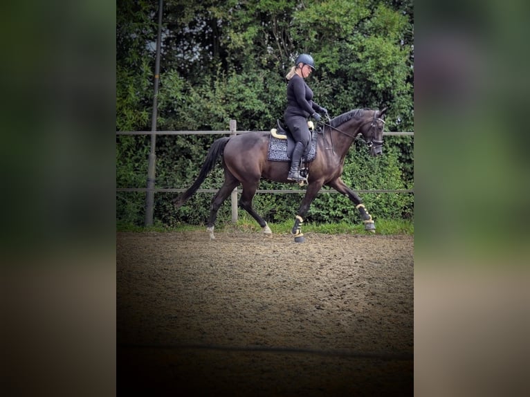 KWPN Castrone 4 Anni 165 cm Baio nero in Epe
