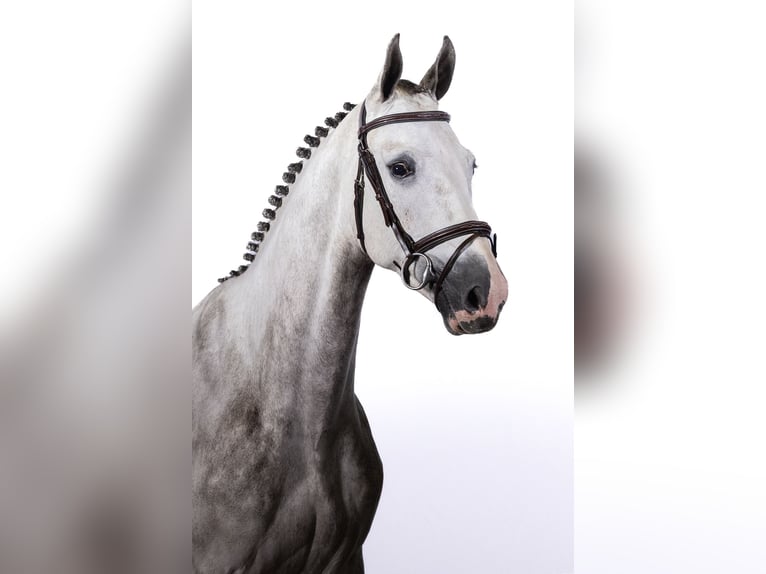 KWPN Castrone 4 Anni 165 cm Grigio in Ommen