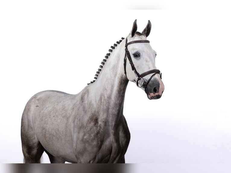 KWPN Castrone 4 Anni 165 cm Grigio in Ommen