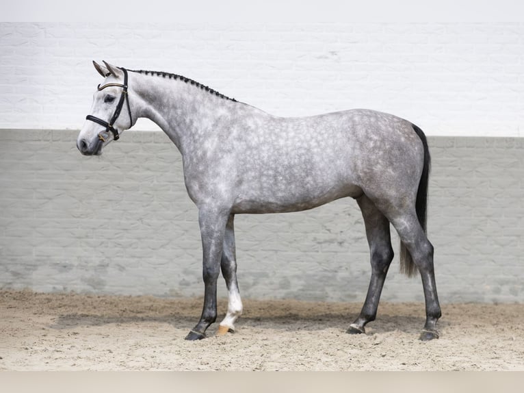 KWPN Castrone 4 Anni 165 cm Grigio in Heerde