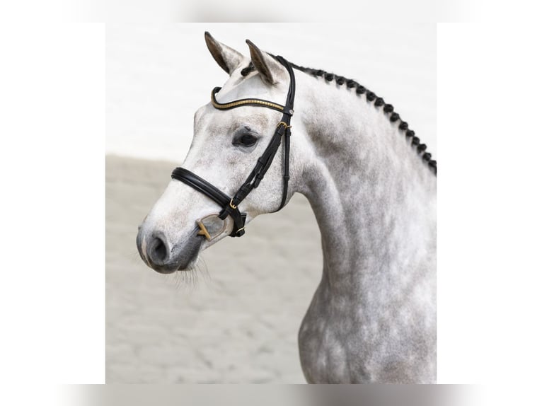 KWPN Castrone 4 Anni 165 cm Grigio in Heerde