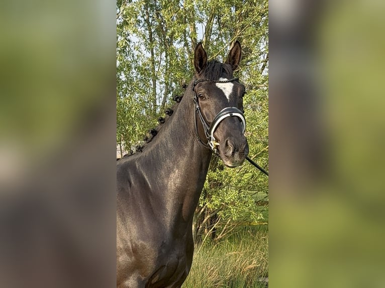 KWPN Castrone 4 Anni 165 cm Morello in Wales