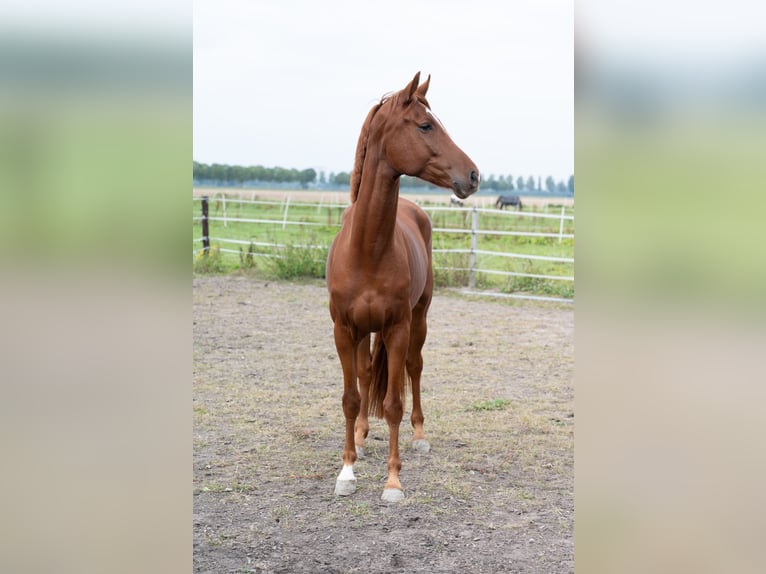 KWPN Castrone 4 Anni 165 cm Sauro in Dordrecht