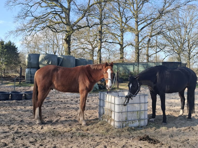 KWPN Castrone 4 Anni 165 cm Sauro in Epe