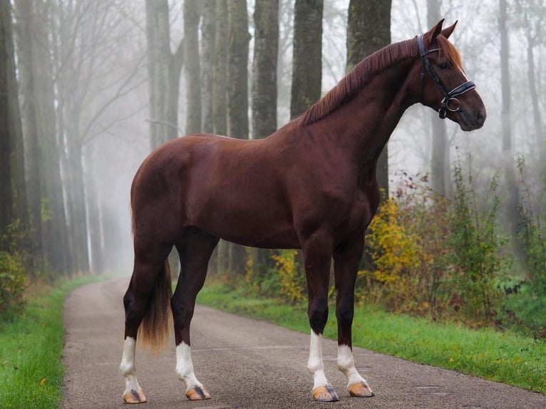 KWPN Castrone 4 Anni 165 cm Sauro scuro in Ahrensburg