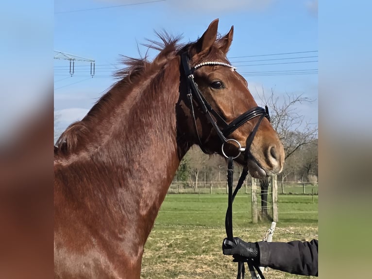 KWPN Castrone 4 Anni 165 cm Sauro scuro in Wachtendonk