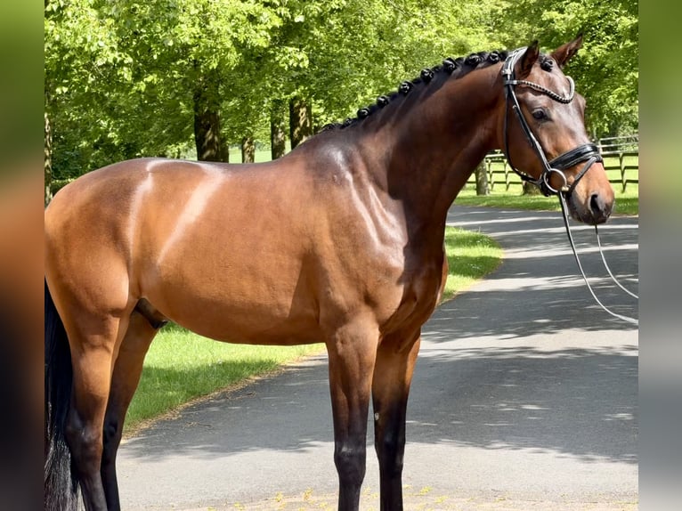 KWPN Castrone 4 Anni 166 cm Baio in Ochtrup