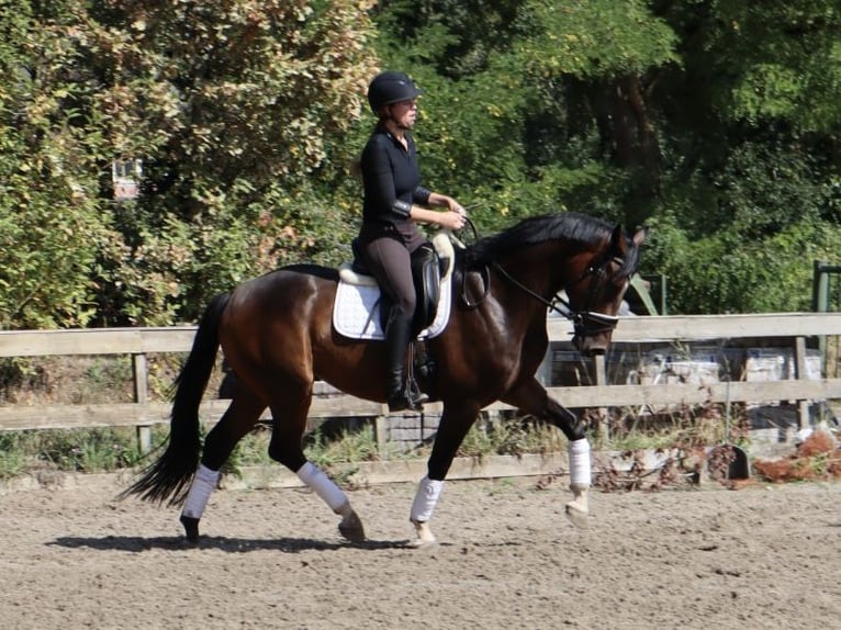 KWPN Castrone 4 Anni 166 cm Baio in Soest