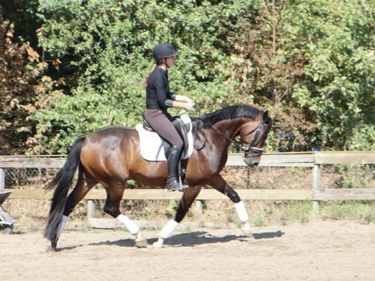 KWPN Castrone 4 Anni 166 cm Baio in Soest