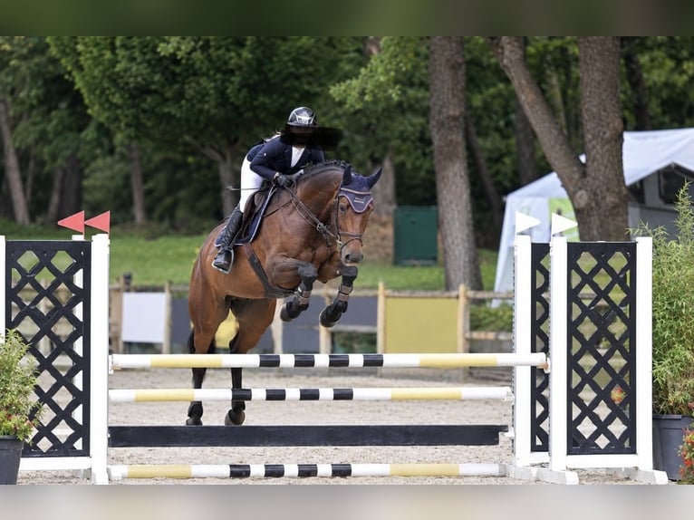 KWPN Castrone 4 Anni 166 cm Baio in Wächtersbach