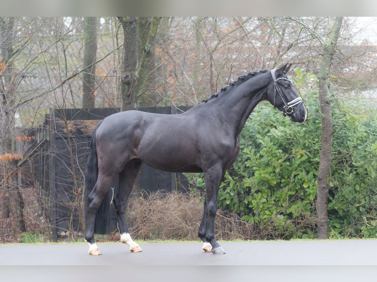 KWPN Castrone 4 Anni 166 cm Morello in Oosterhout