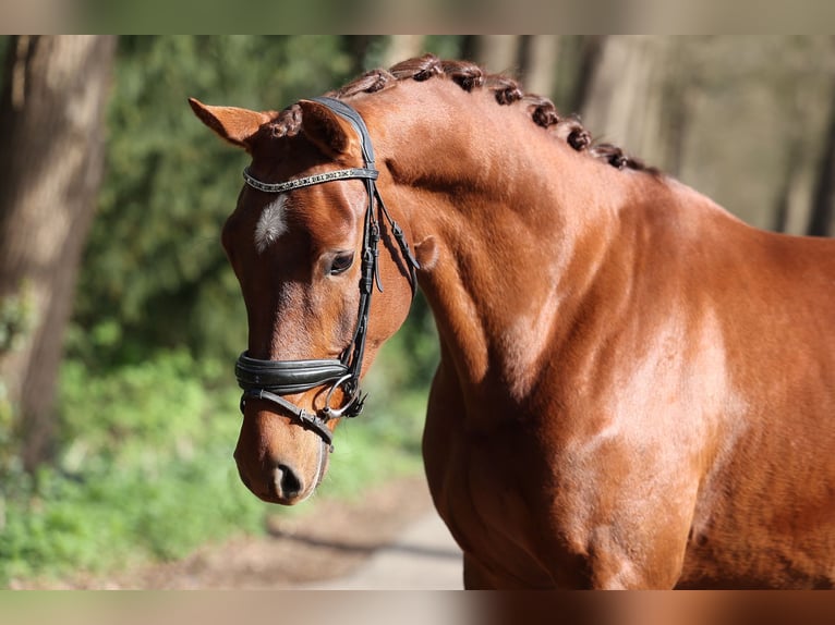 KWPN Castrone 4 Anni 166 cm Sauro in Bilthoven
