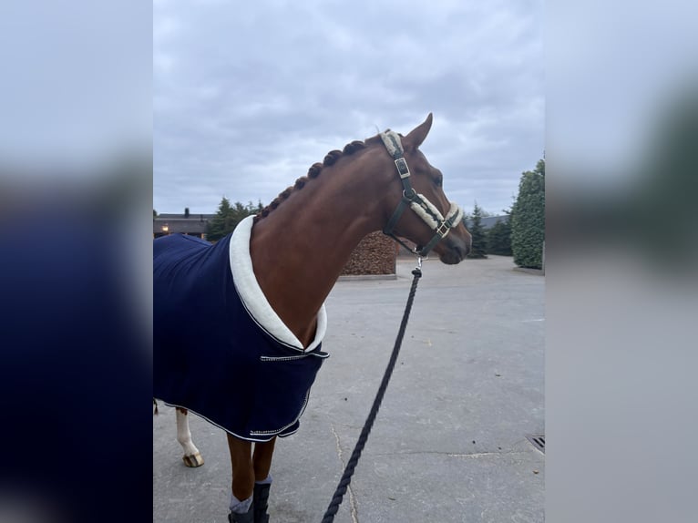 KWPN Castrone 4 Anni 166 cm Sauro in Heerewaarden