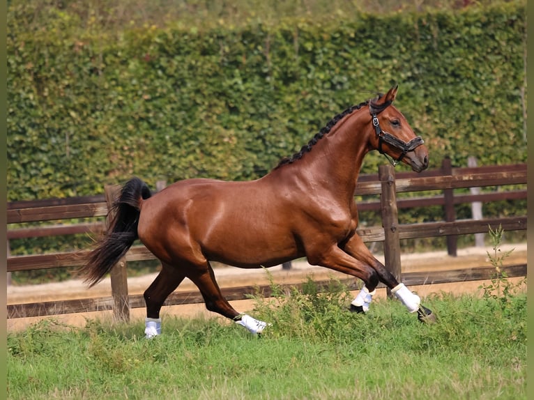 KWPN Castrone 4 Anni 167 cm Baio in Kaatsheuvel