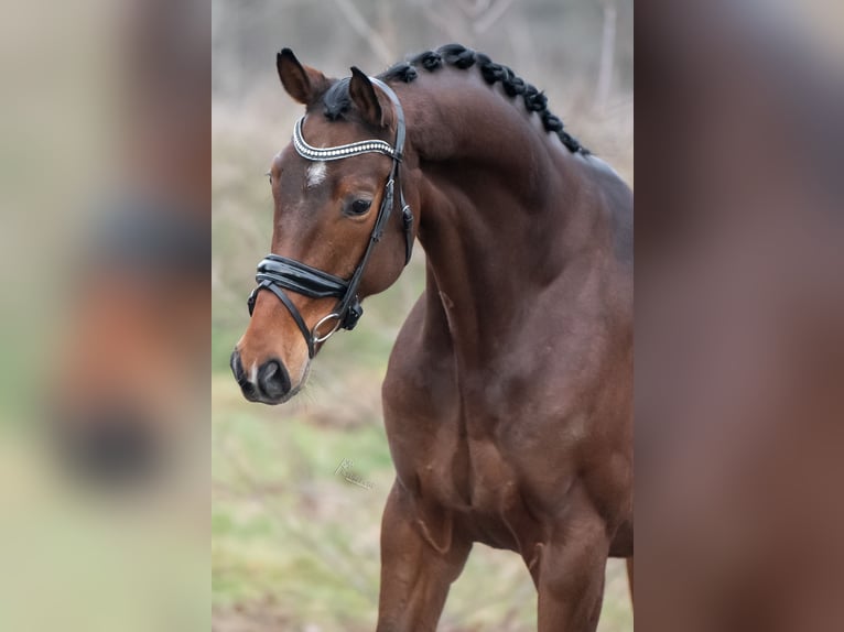 KWPN Castrone 4 Anni 167 cm Baio in Peer