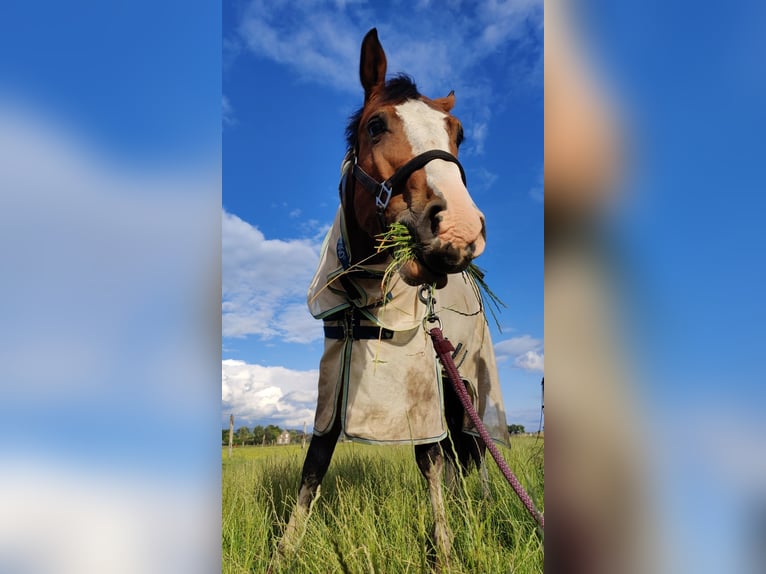 KWPN Castrone 4 Anni 167 cm Baio in Heijen